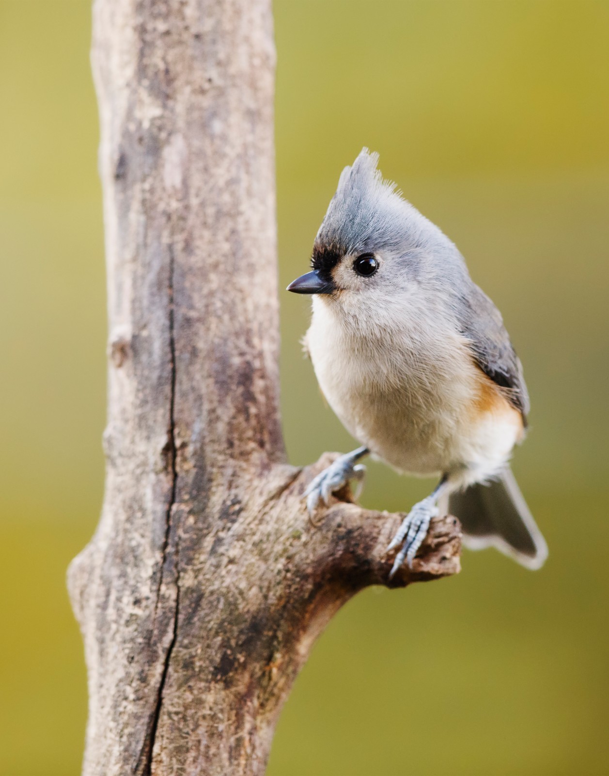Tufted Titmouse Bird 11×14 Photograph Print 11″x14″
