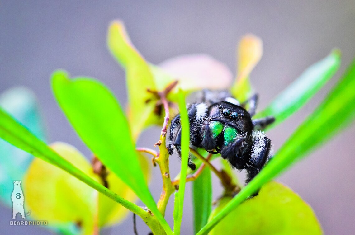 Daring Jumping Spider – Fine Art Macro Photography Prints – by Bear8Photo