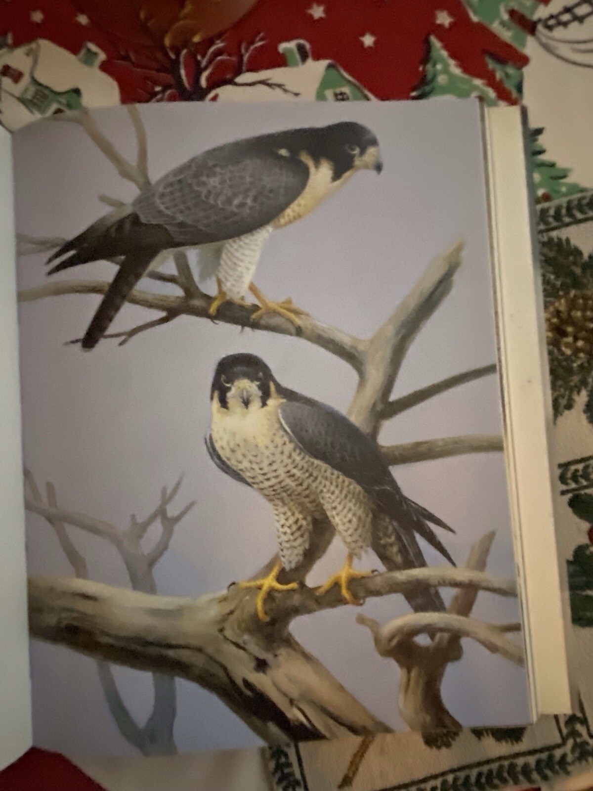 Art & Photo’s Of The World’s Formost Birder, Roger Tory Peterson – Excellent