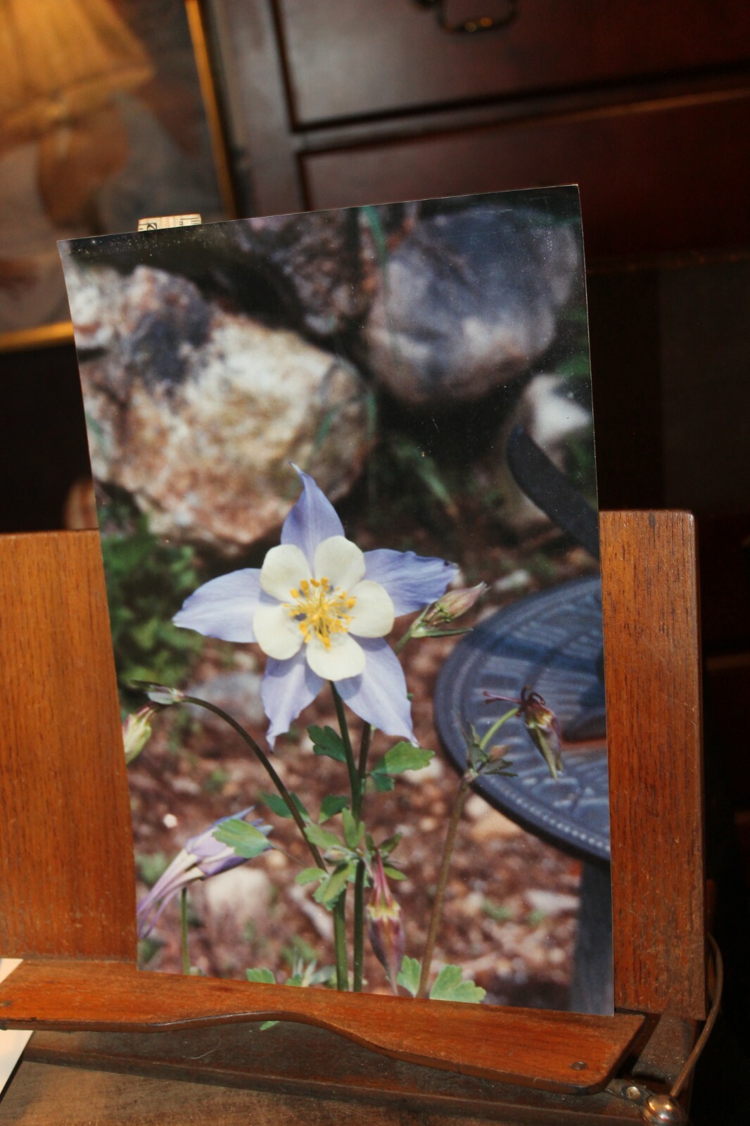 Vintage 8×12 Photo W. Beebe East Tennessee Mountain Flowers
