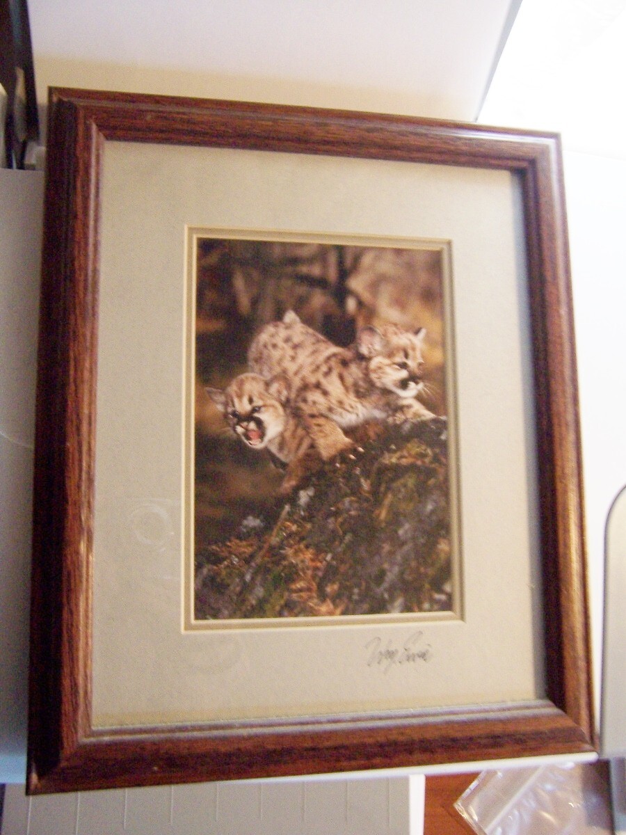 Natural Imagery Photograph by William Ervin signed Cougar kittens Montana