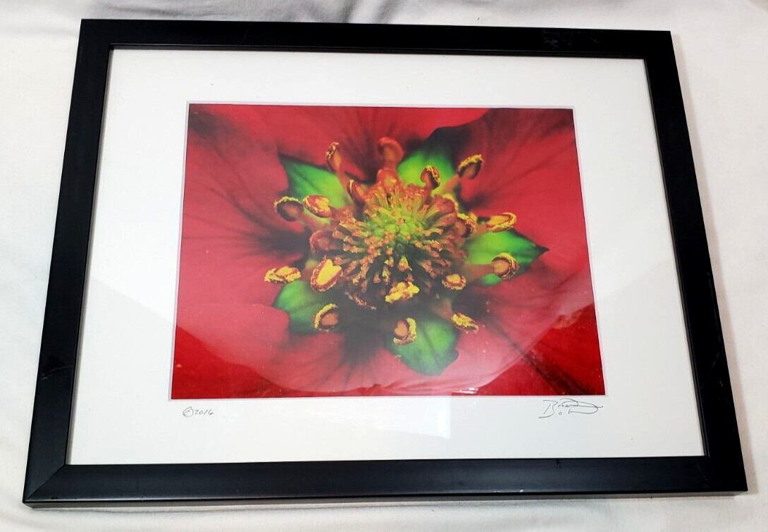 Inside the Flower Brilliant Red Photo Signed an Dated Matted an Framed 12″x15″