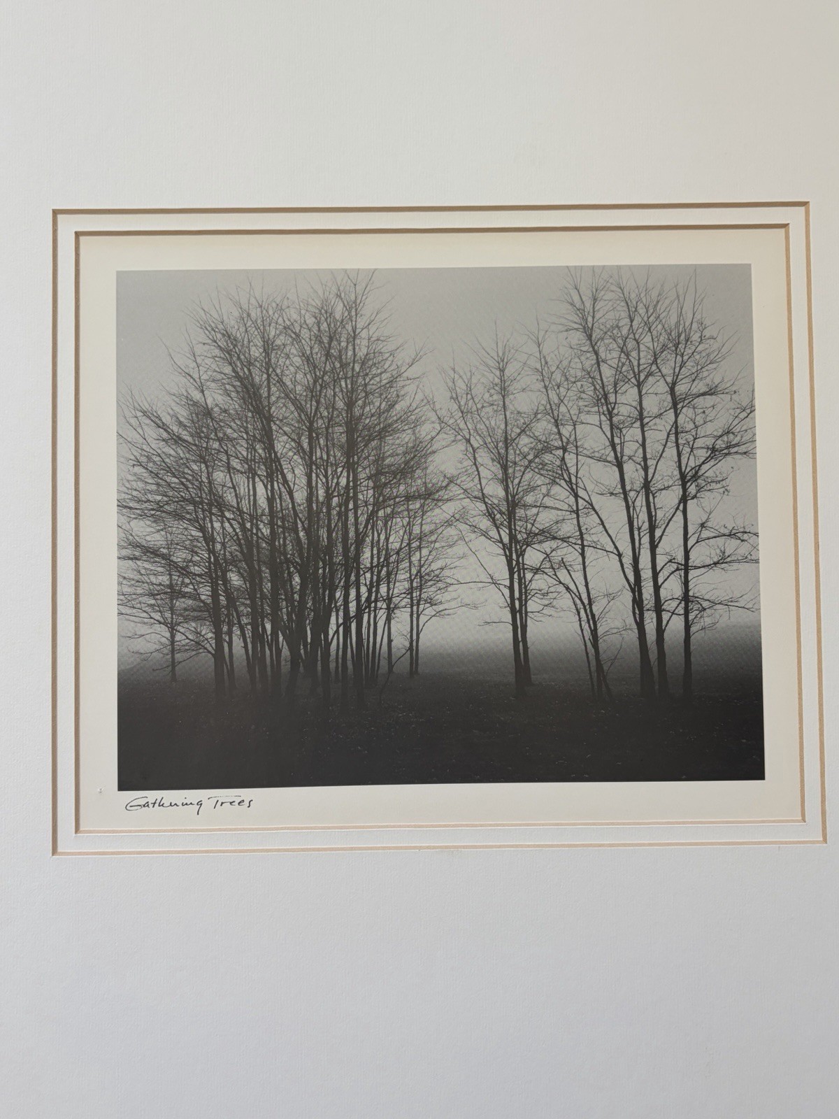 Gathering Trees Black & White by Richard Calvo Photograph Matted & Framed