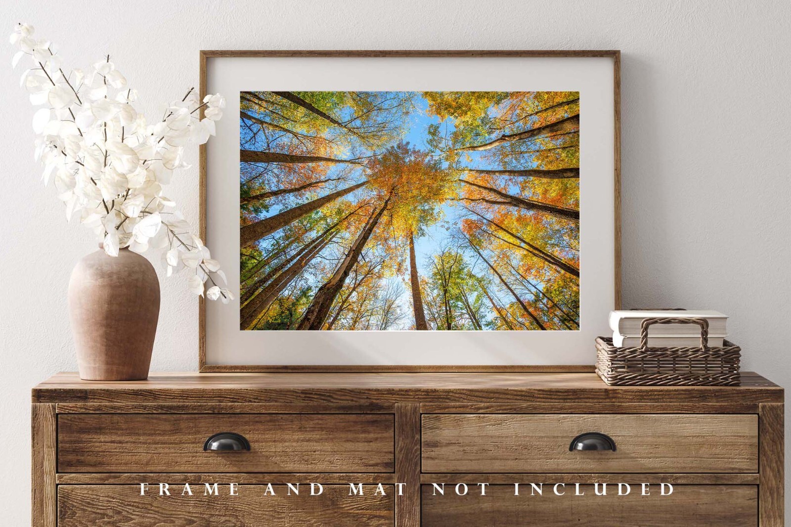 Nature Photography Print – Looking Up in Trees Great Smoky Mountains Tennessee