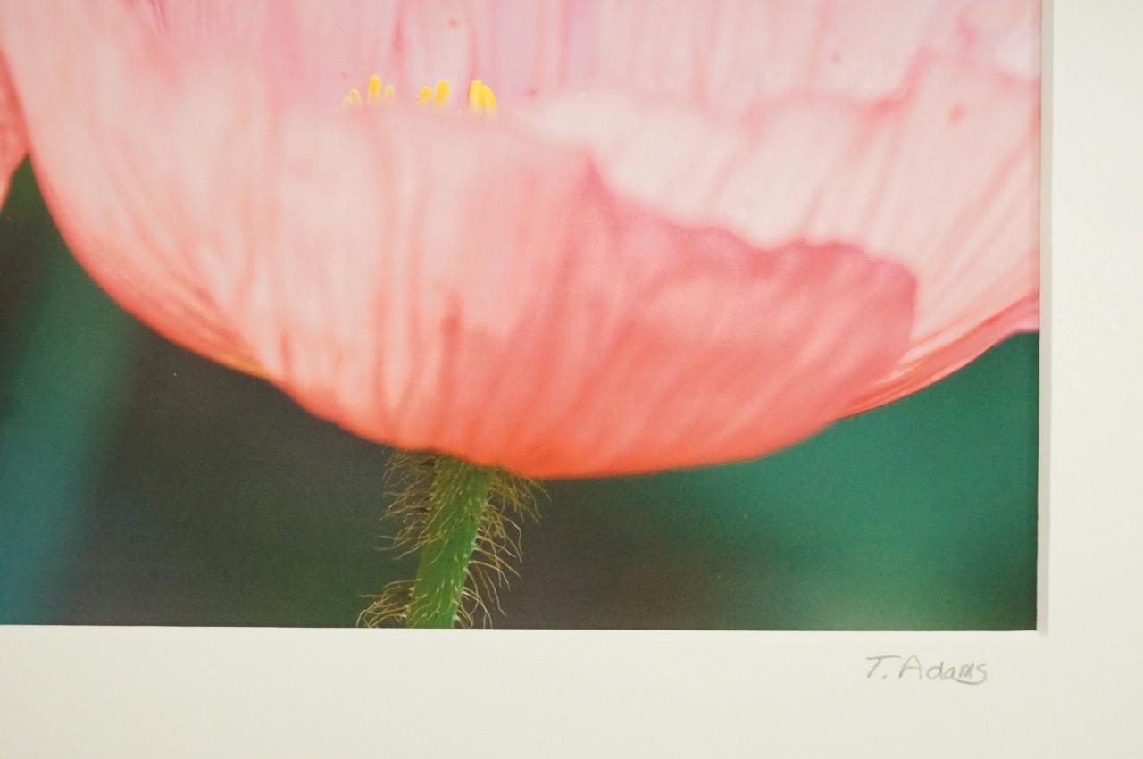 Tom Adams Photography Two Pink Poppies Flowers Oregon Matted Photo Art 11X14