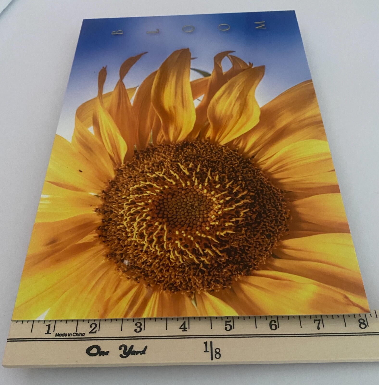 Sunflower “Bloom” Original Signed / Framed Photograph 8×12