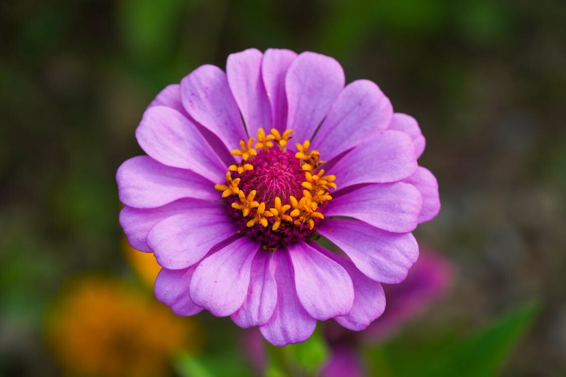 Digital Image Picture Photo Pic Wallpaper Purple Flower Nature Floral