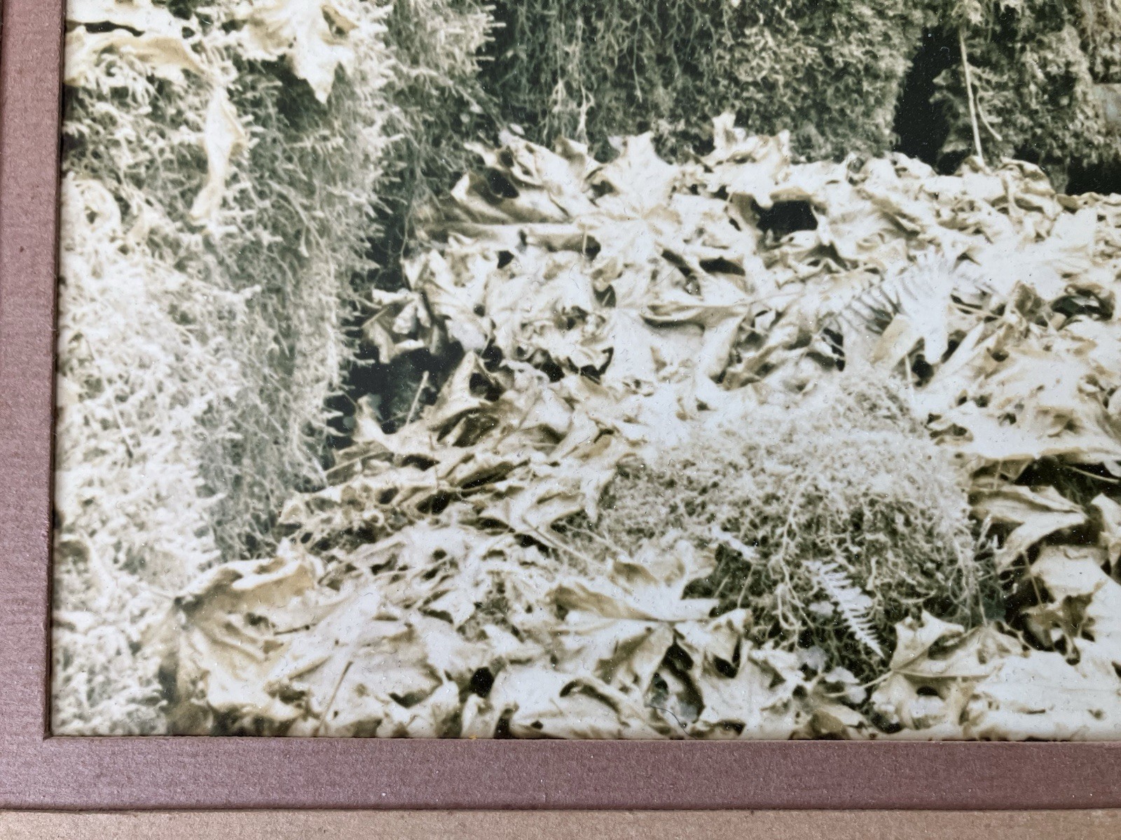 Ray Atkeson Original Photo Large Frames Signed Old Forest Landscape Oregon