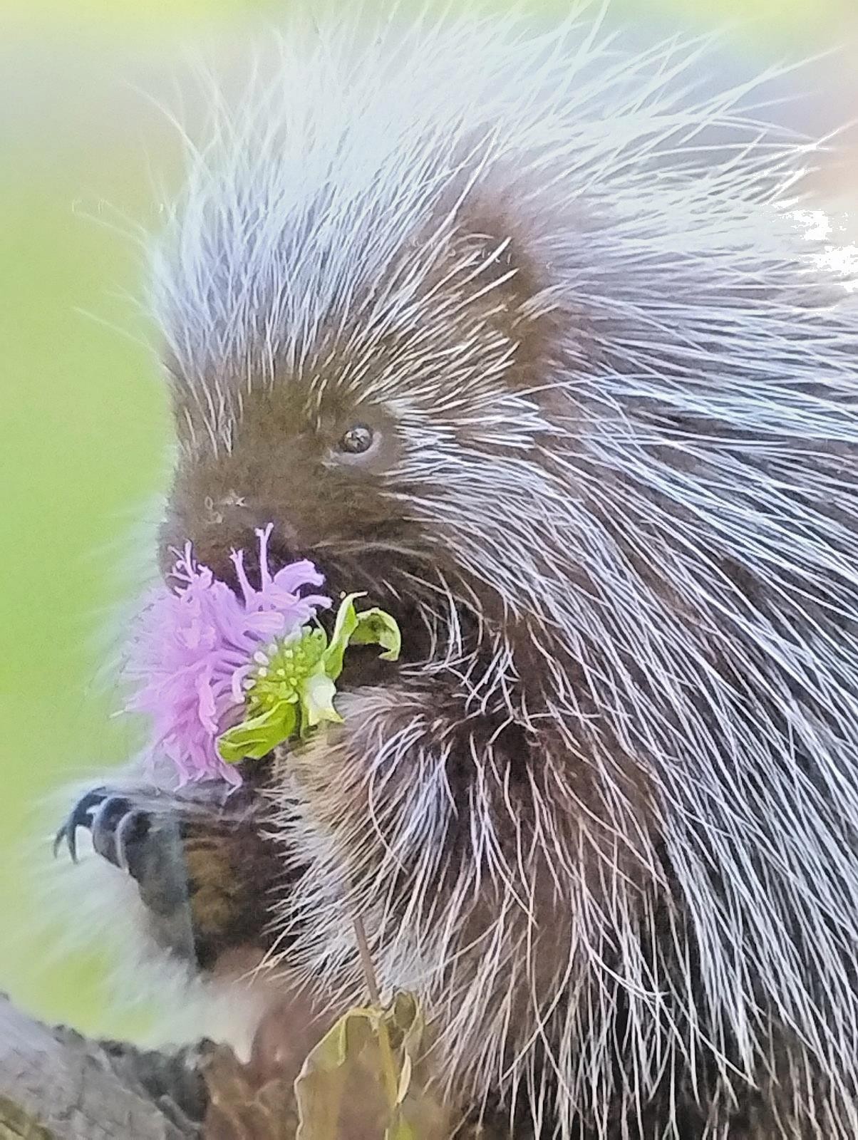 Original Wildlife Photography Art Print Baby Porcupine 16″ X 13″ Artist Signed