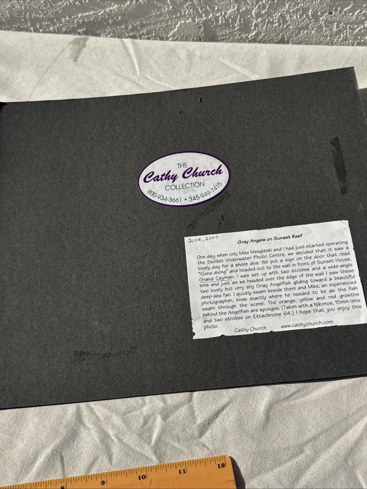 CATHY CHURCH Photograph “Gray Angels on Sunset Reef” 10″x8” Signed on Board