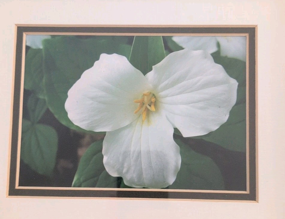 Framed Fine Photography White Trillium Flower Wall Art 14″ x 12″ Double Matted