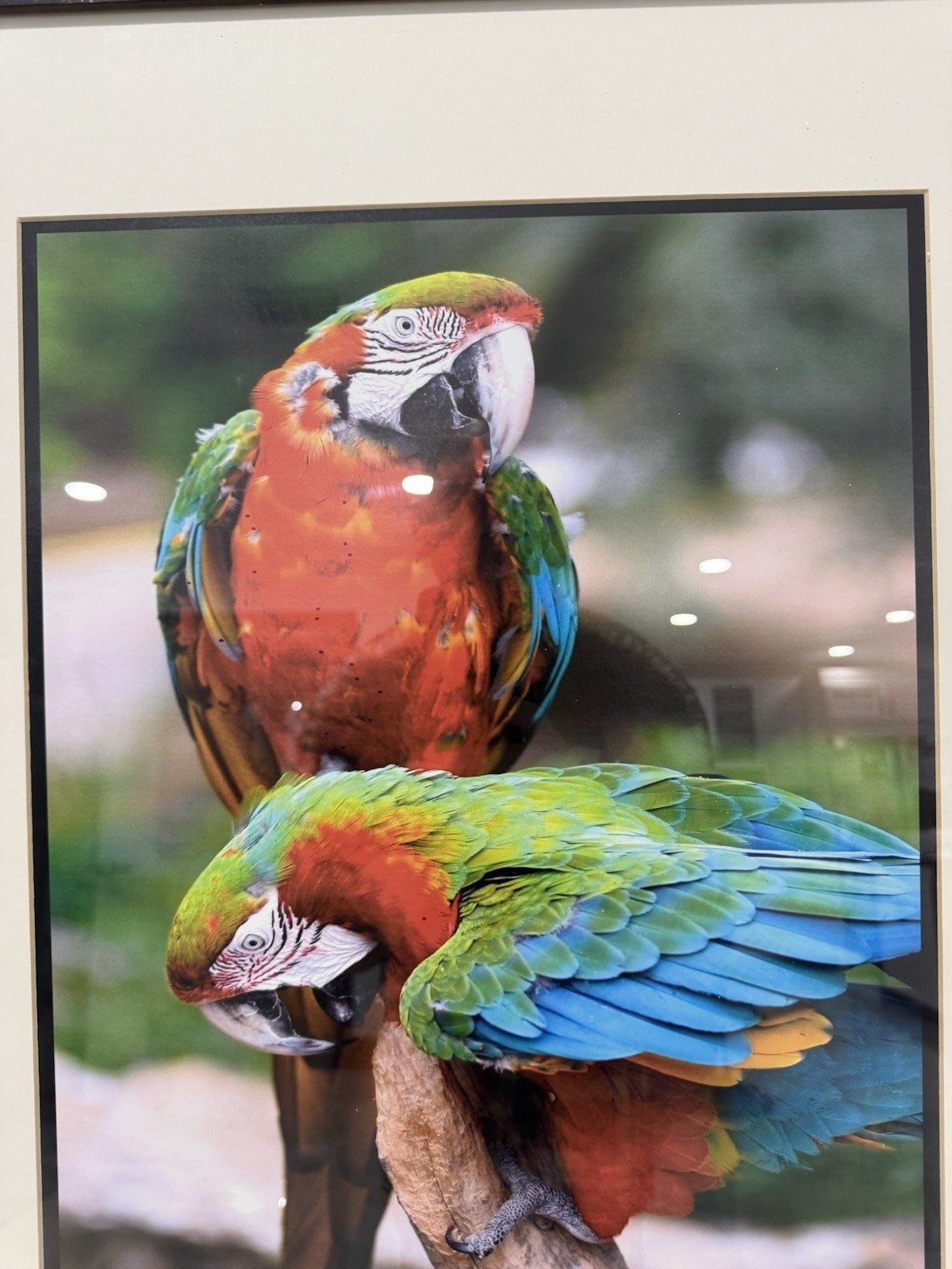 Framed Tropical Macaw Parrot Photograph Wall Art 23×27 Colorful Bird Decor