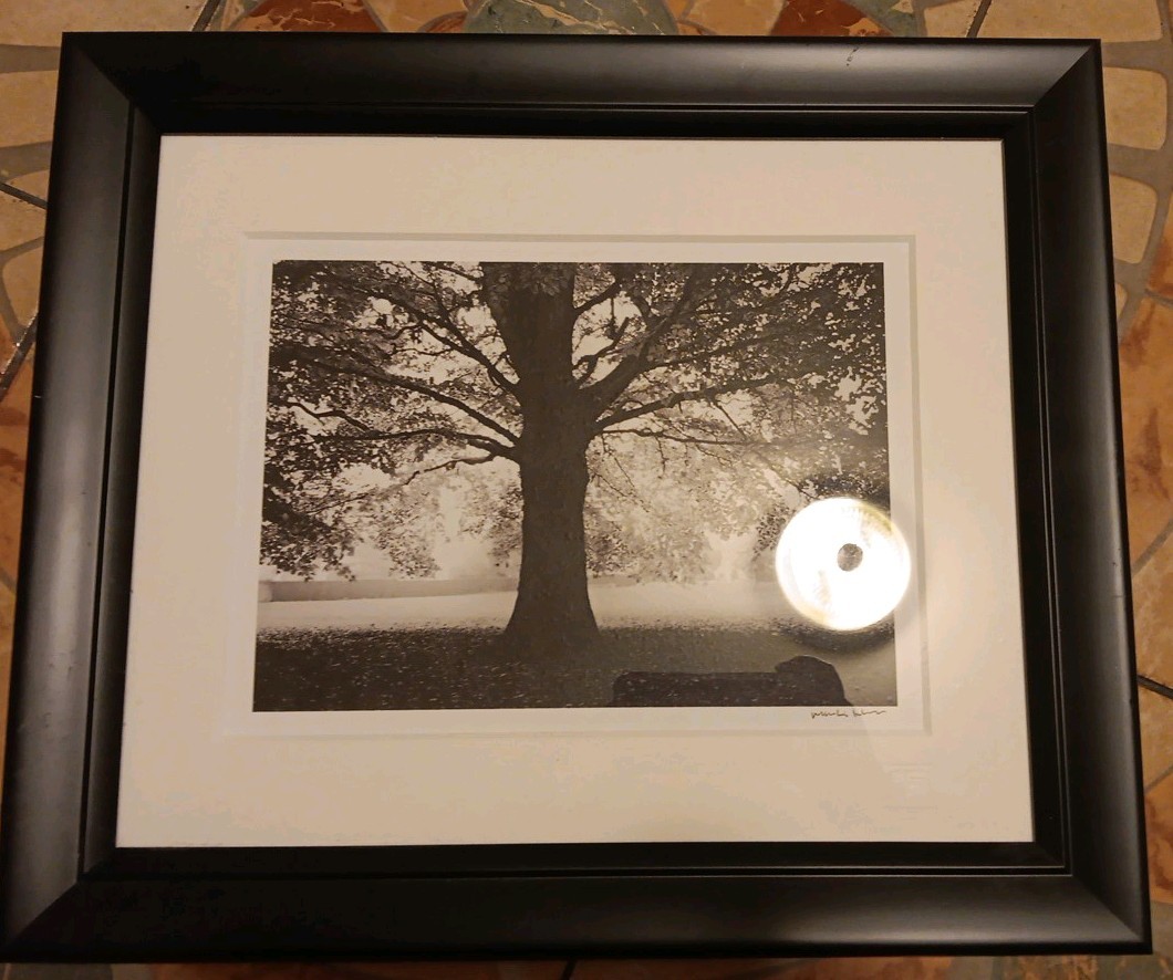 Martin Henson Original Black/ White Landscape Tree Photograph Signed FOOD LION