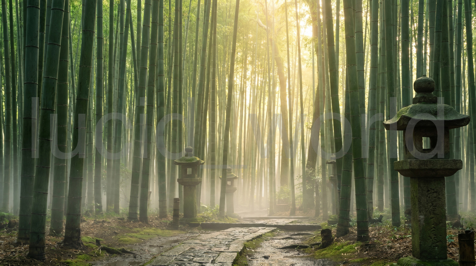 Bamboo Forest Fog Digital Landscape Arashiyama Japan Nature Photography Art File