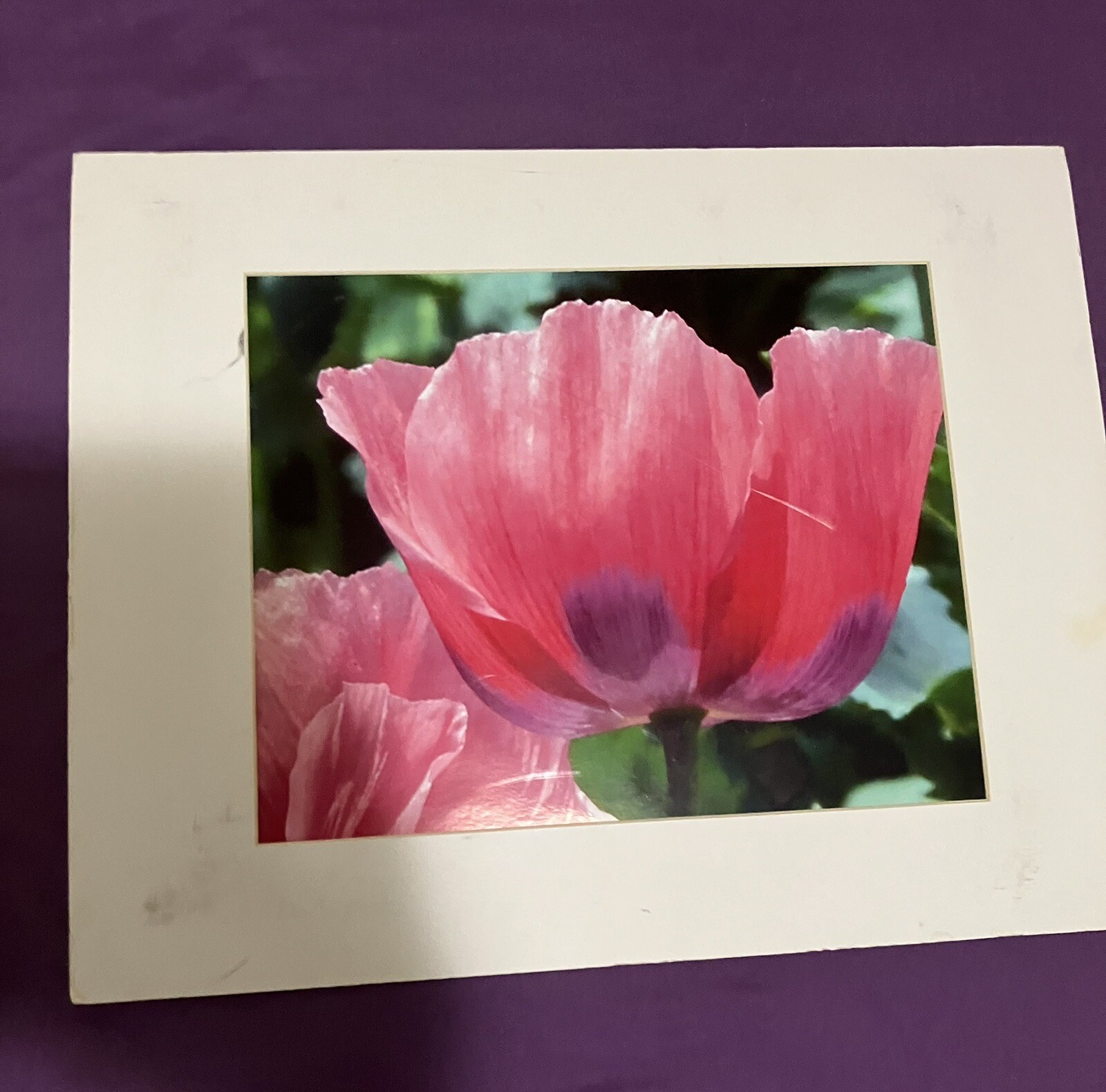 Award Winning Travel Photog 11”x17” Matted Photo Poppy Flower Wall Art