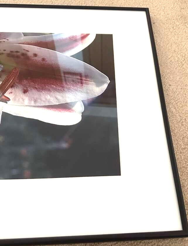 Art Photo 18×24″ William Moriarity Oriental Lily FRAMED matted signed Glass NICE