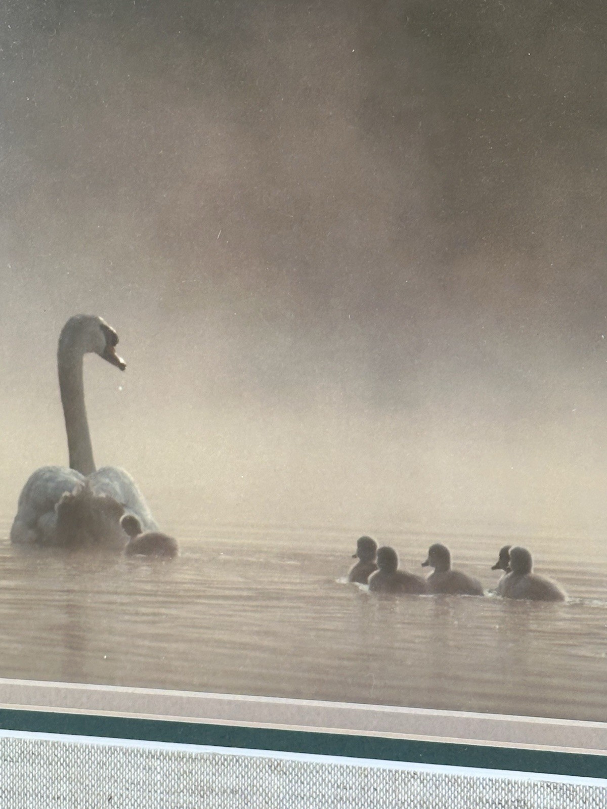 Family Of Swans Edward Robinson Nature Photographer Signed Photo Matted & Framed