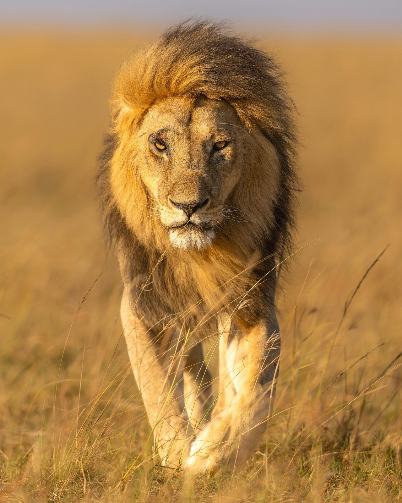 Majestic Lion in the Maasai Mara Grasslands 8″x10″ Photograph Print 8×10
