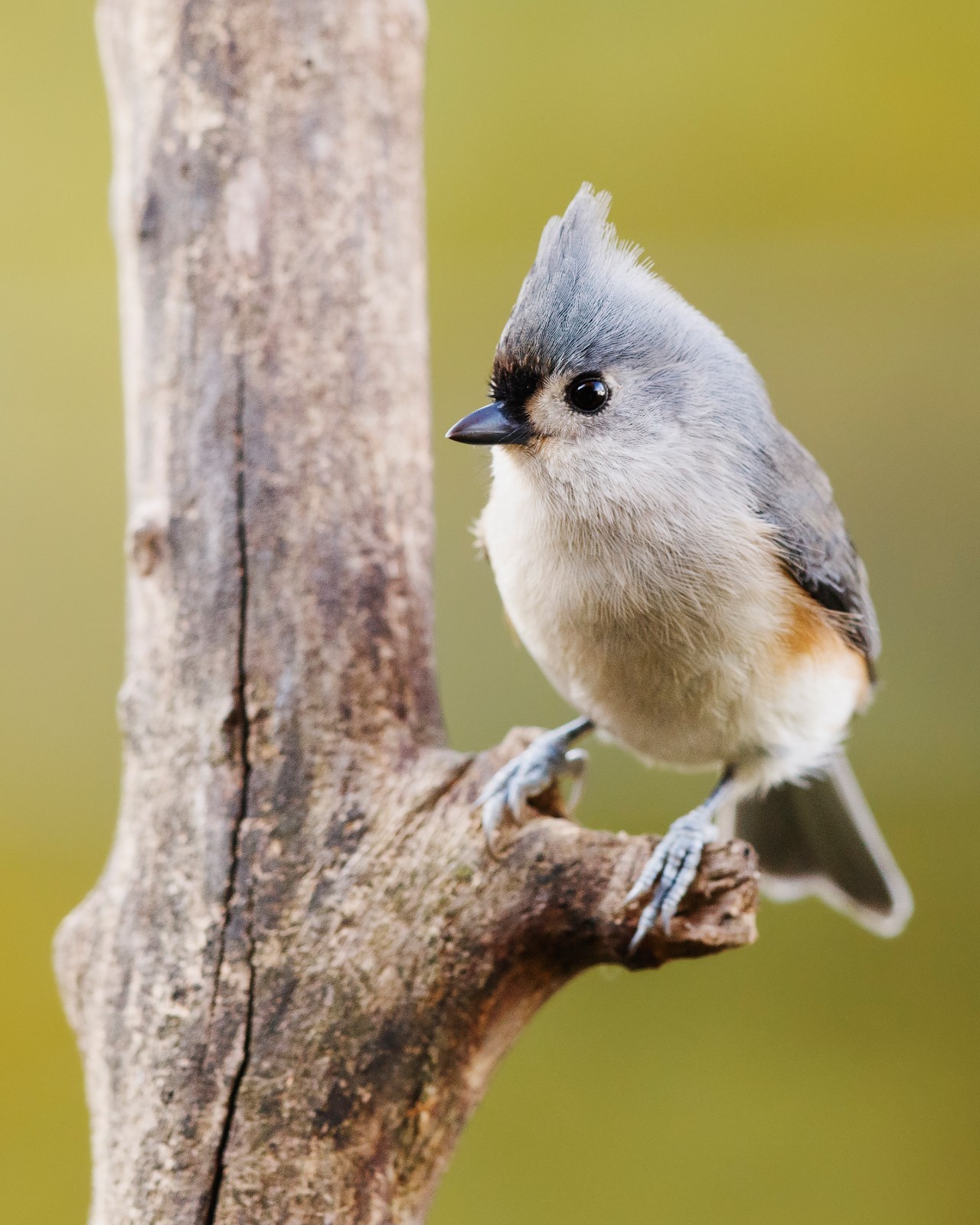 Tufted Titmouse Bird 8×10 8″x10″ Photograph Print