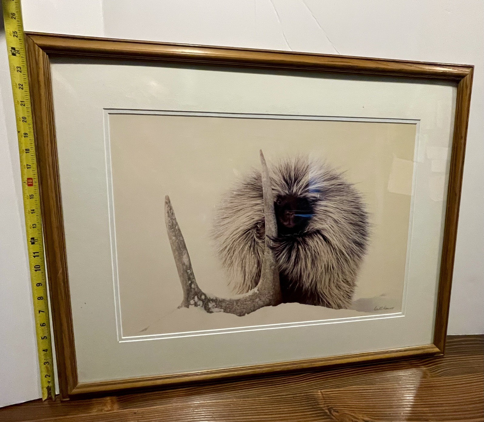 Porcupine in Snow w/Antler Wildlife Photograph by Carl R. Sams II Framed Signed