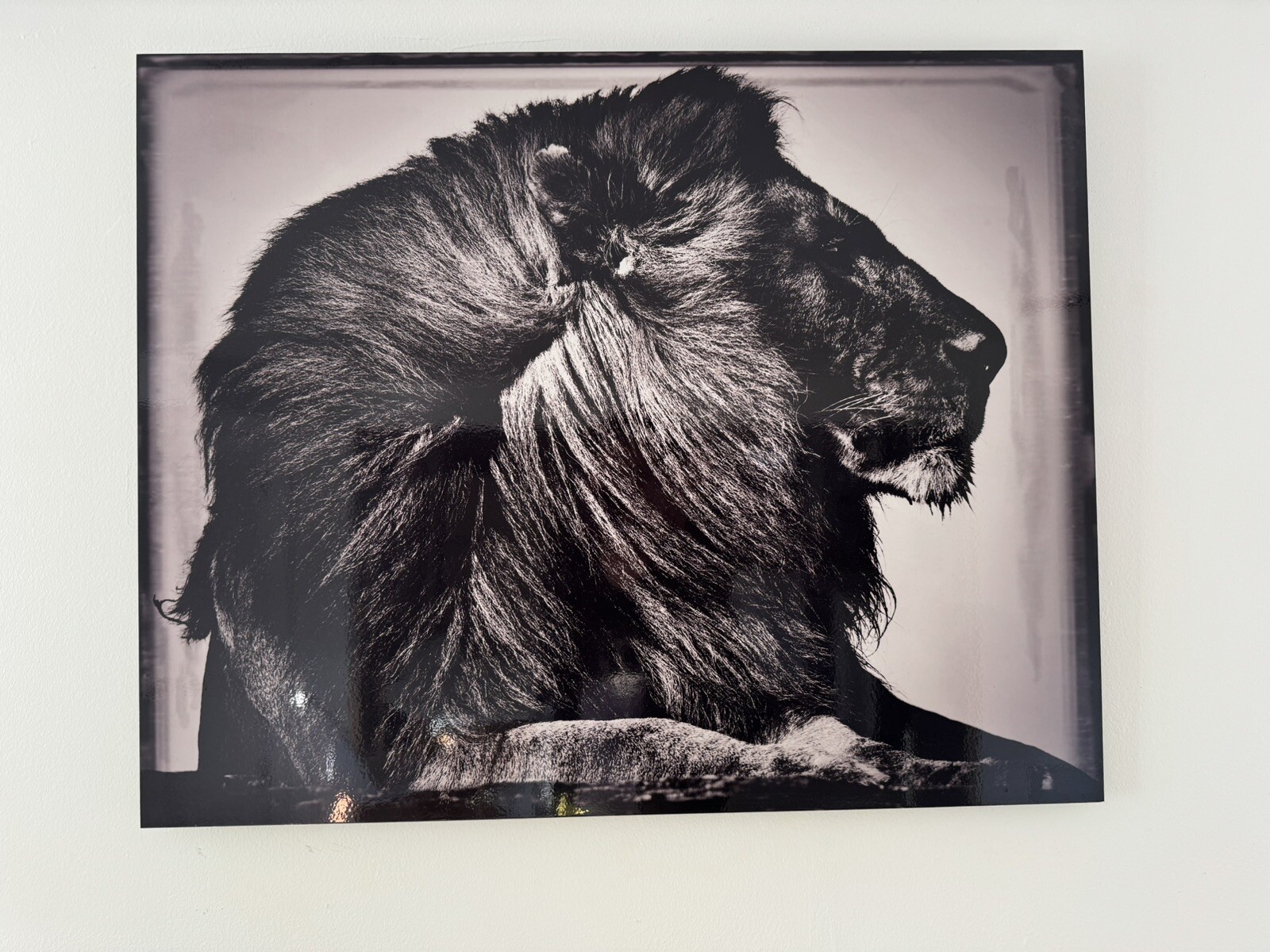 Original Artist Metal Print 24″ x 30″ “CRINIÈRE DE LION” Limited Ed. Sold Out.