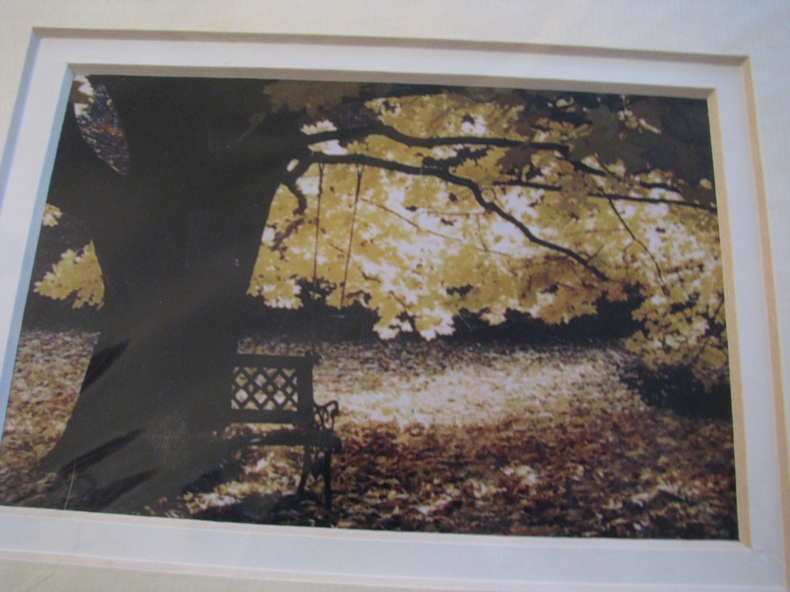 Handmade 5″ x 7″ Matted Photograph Golden Maple Tree in the Fall