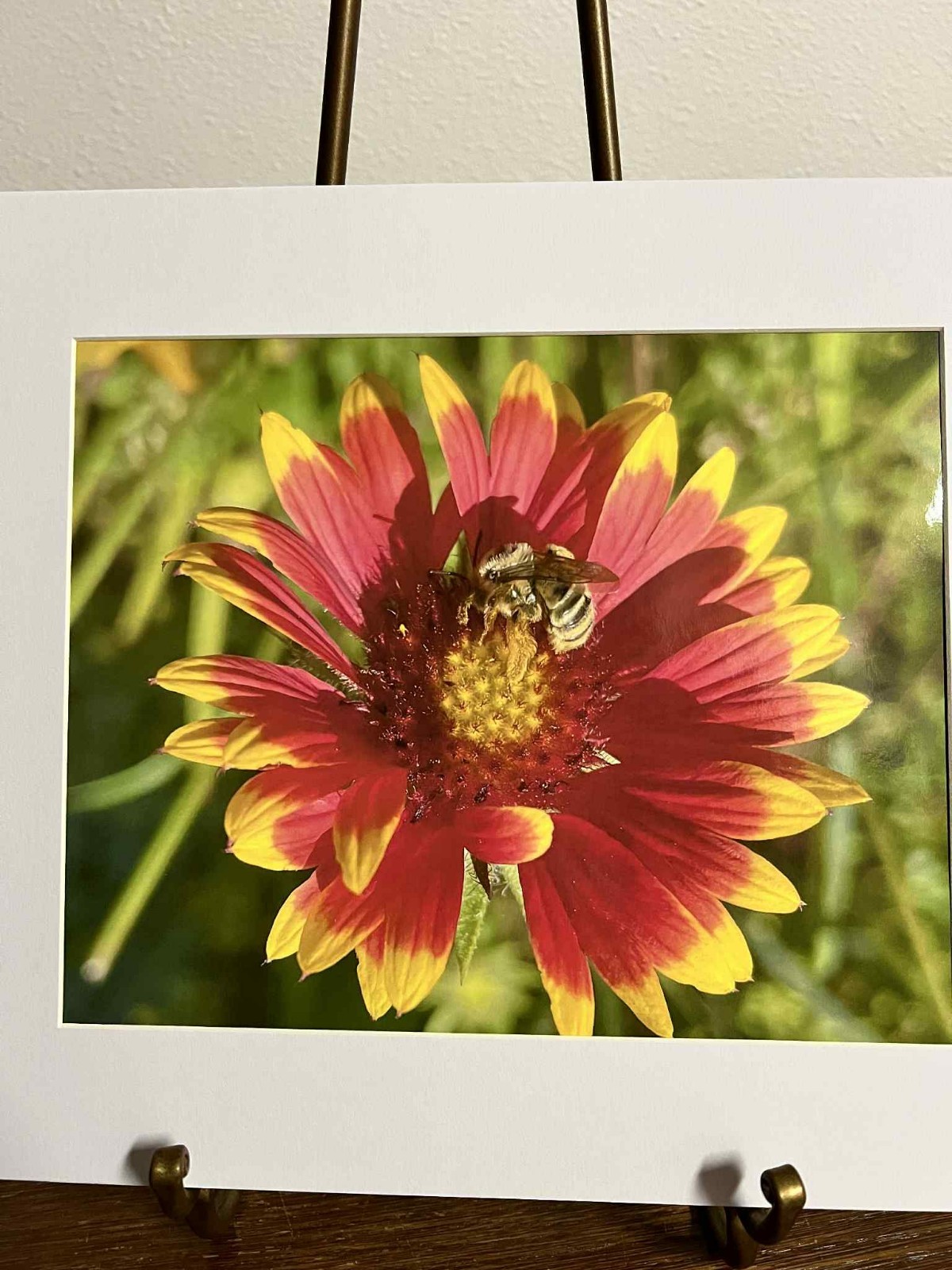 Sleepy Bee Macro Flower Photo 8×10 Print Matted to 11×14 Pacific Northwest Artis