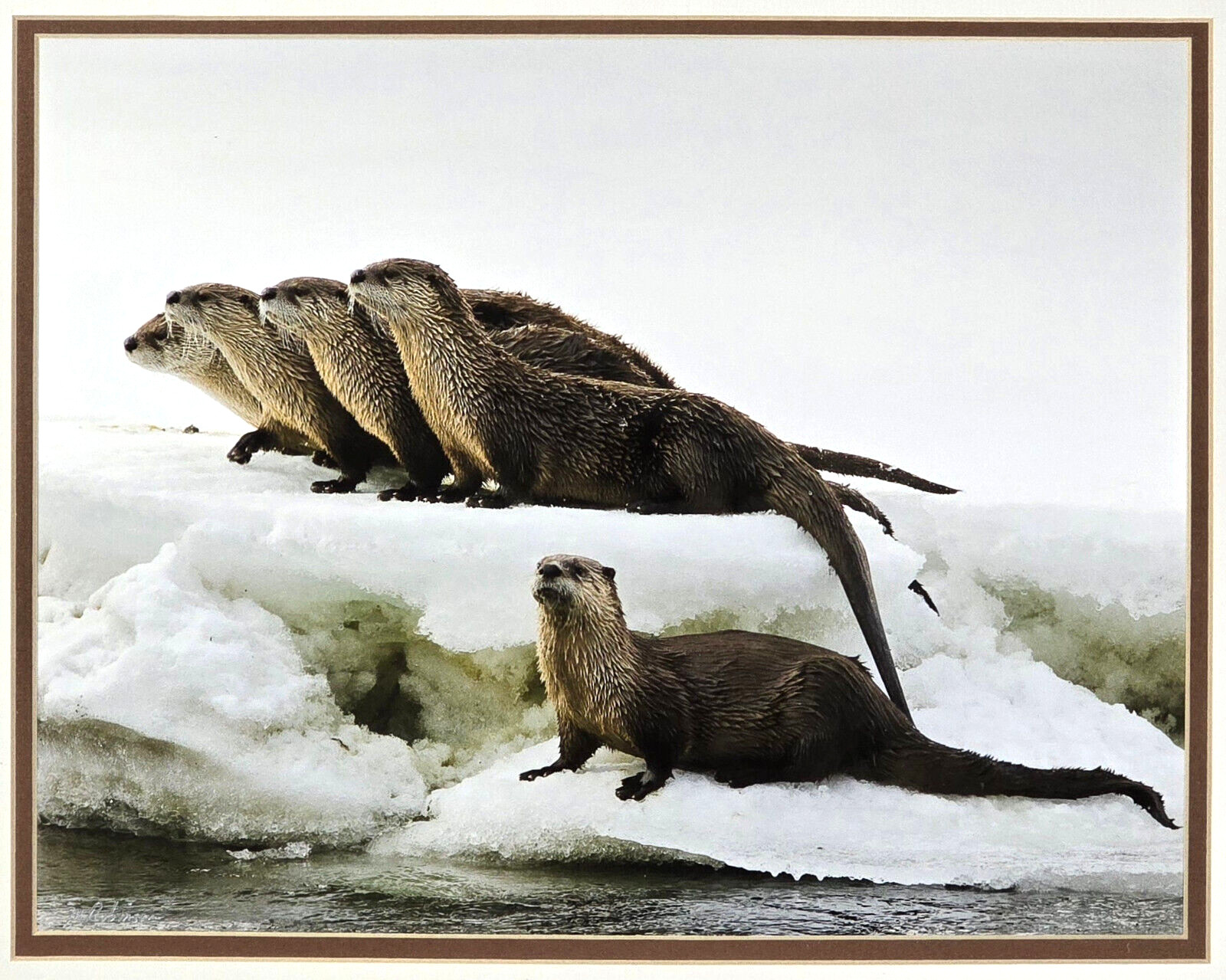 Signed Matted & Framed Award Winning Photograph by Mike Robinson, Romp of Otters