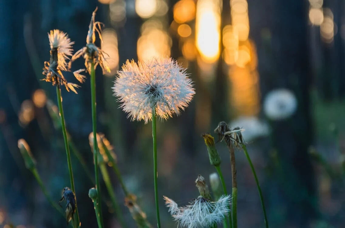 Digital Image Picture Photo Pic Wallpaper Dandilion Flower Nature