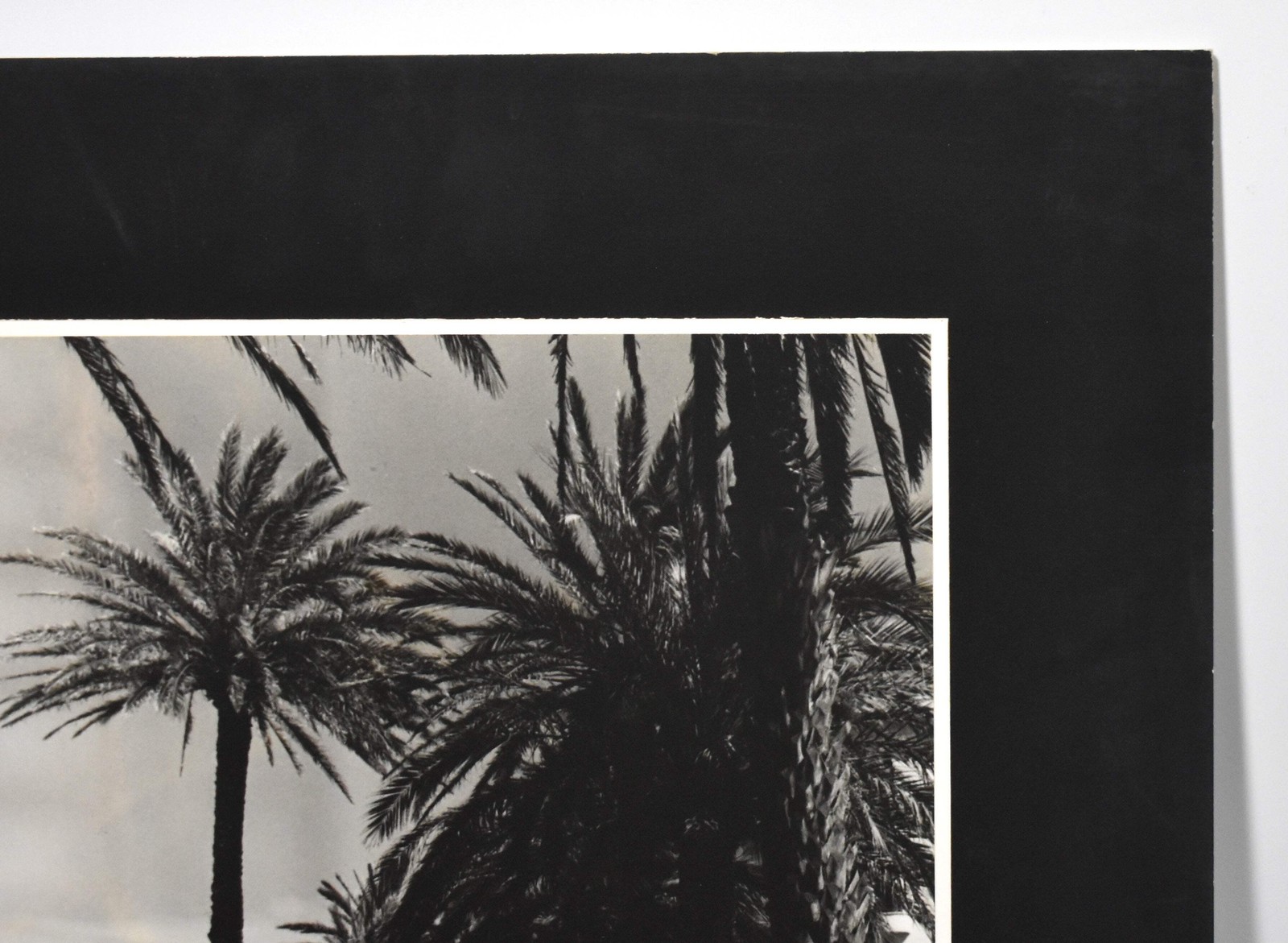 Vintage James W. Howlett Black and White Photograph, ‘Morrocan Palms’