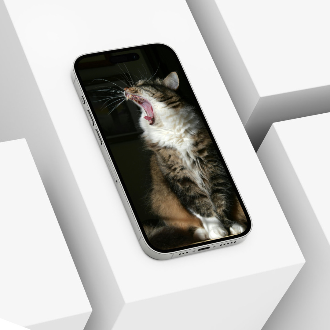 Cute Cat Animal Wallpaper Background Digital Picture, Adorable Pet Friend