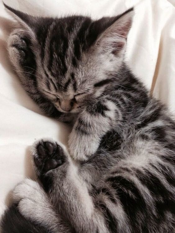 Sleeping Kittens – 500 Digital Pictures Photo Wallpaper Background Art Beautiful