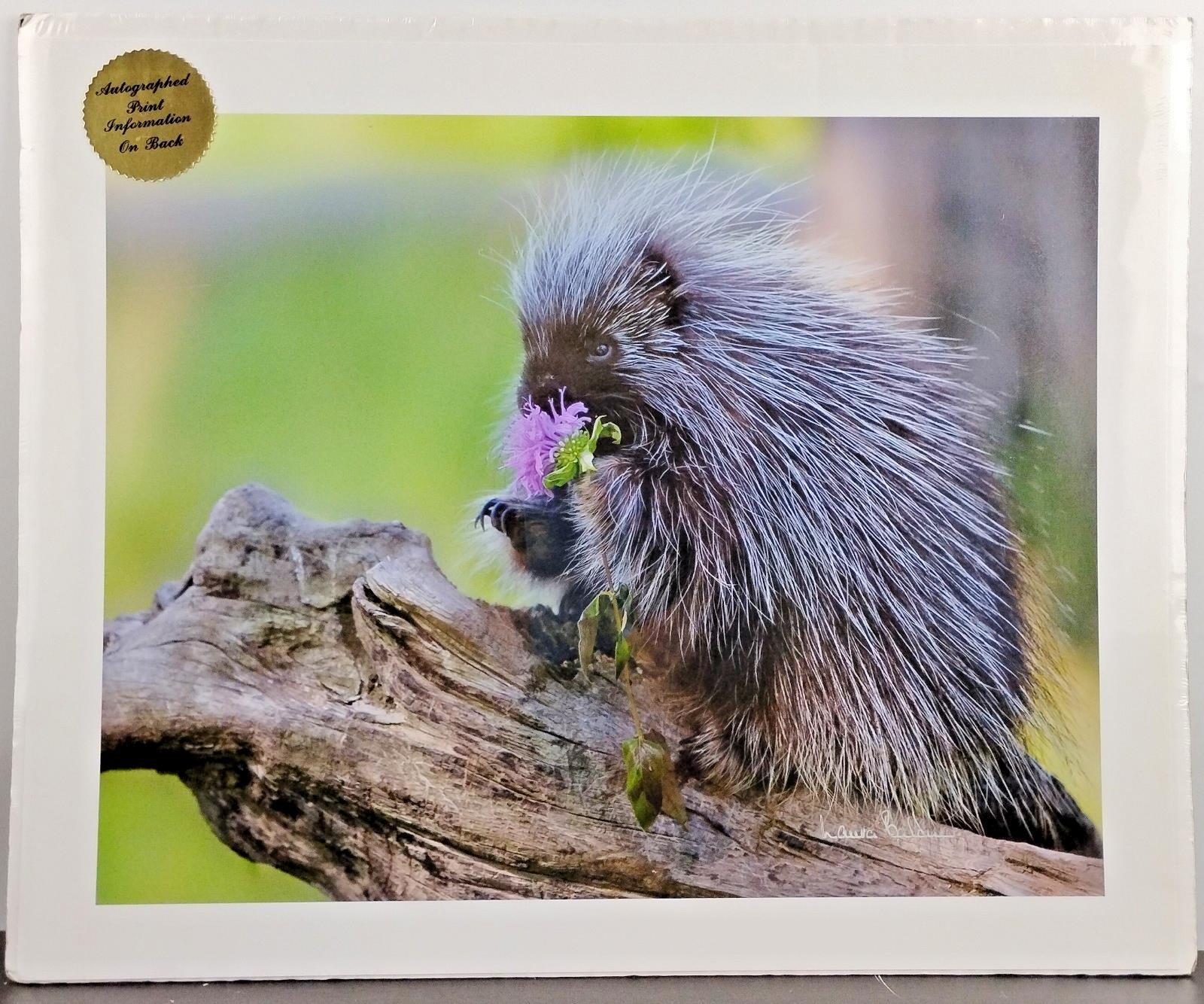 Original Wildlife Photography Art Print Baby Porcupine 16″ X 13″ Artist Signed