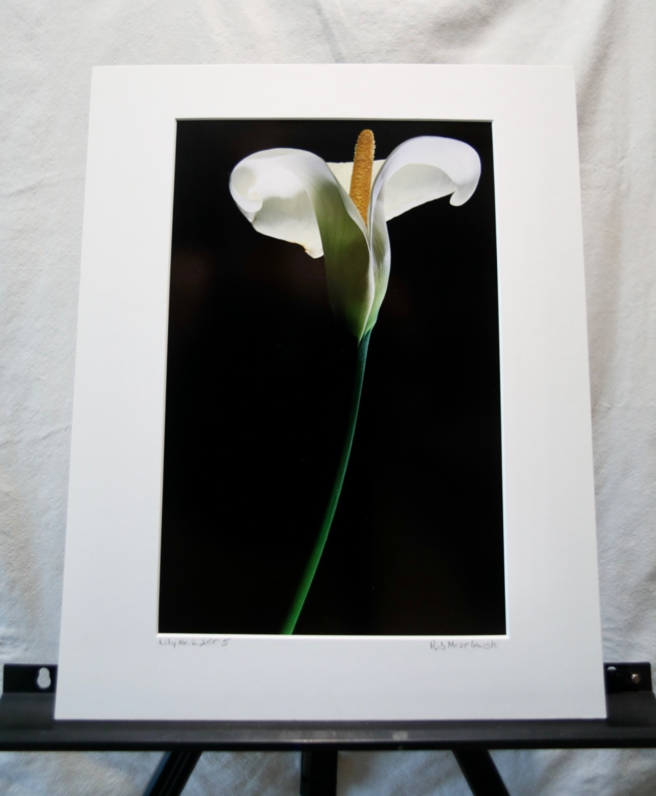 Original Photography Art Print “Lily No.2”