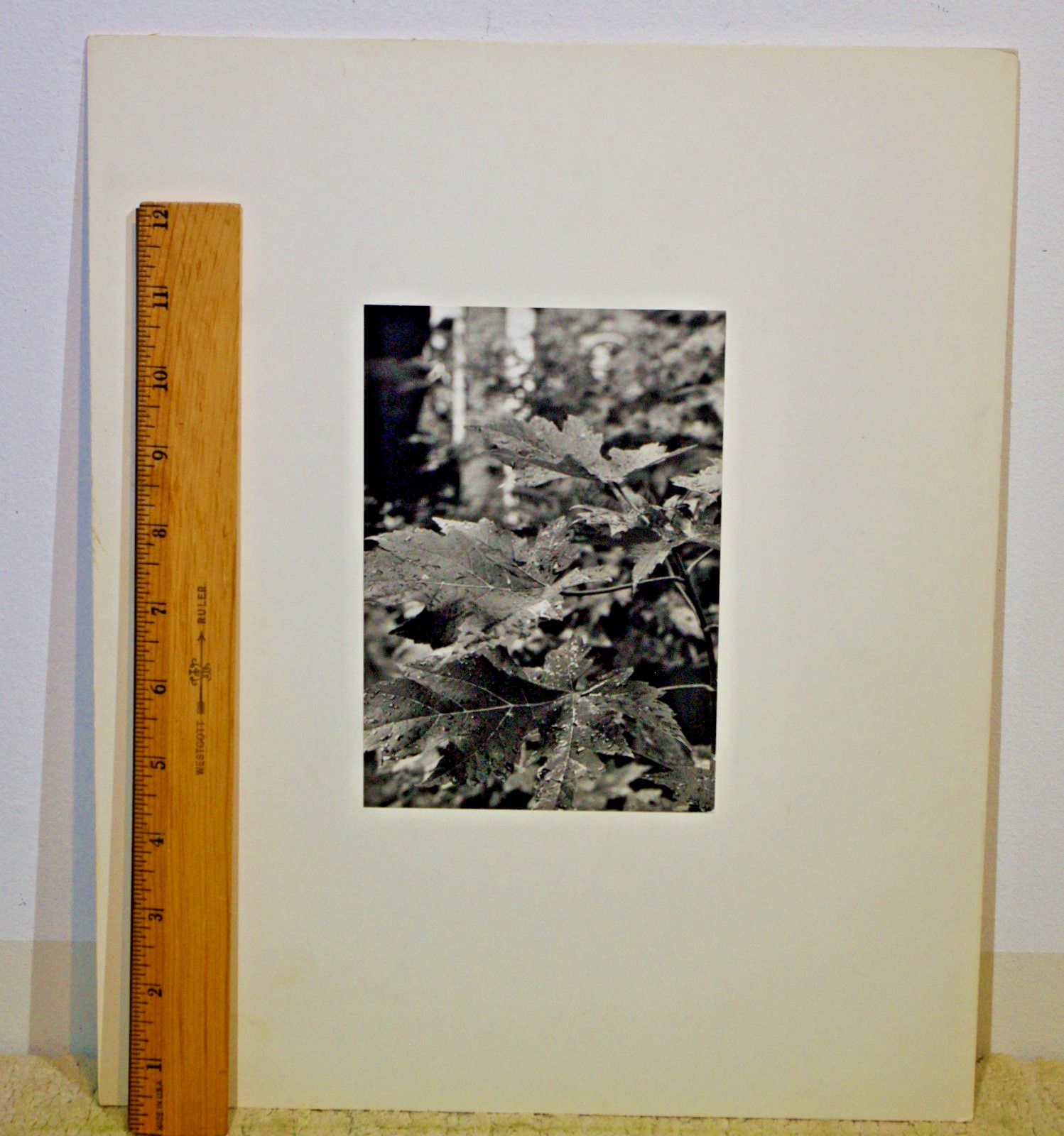 Lot of 3 B&W Photos- Unframed Matted- Forest Water Ice Wood Trees – c1970