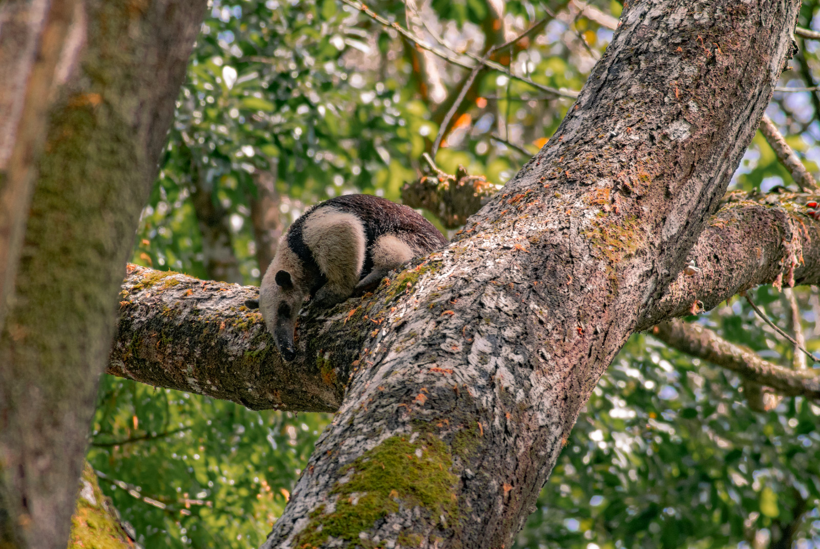 Northern Tamandua Anteater Hunting