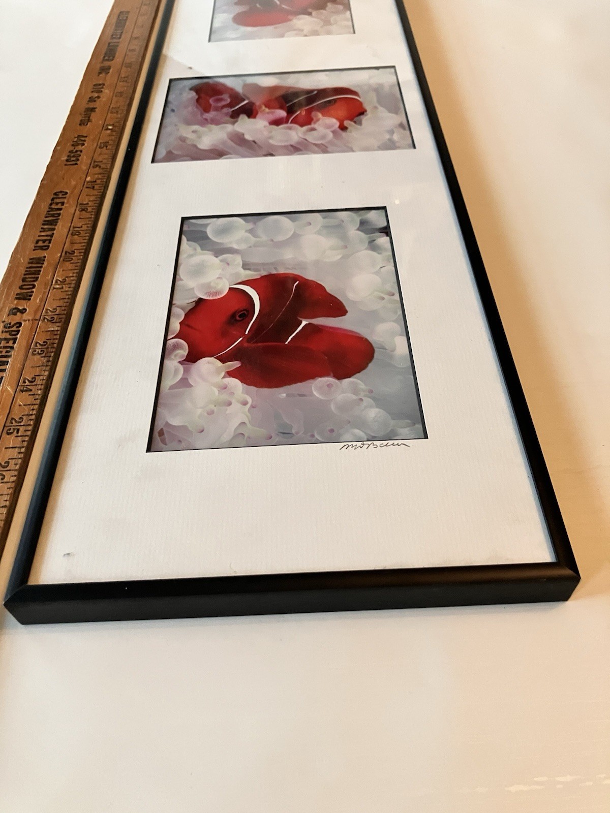 Vintage Clownfish In Bleached White Anemone Framed Photographs Signed Mike Bacon