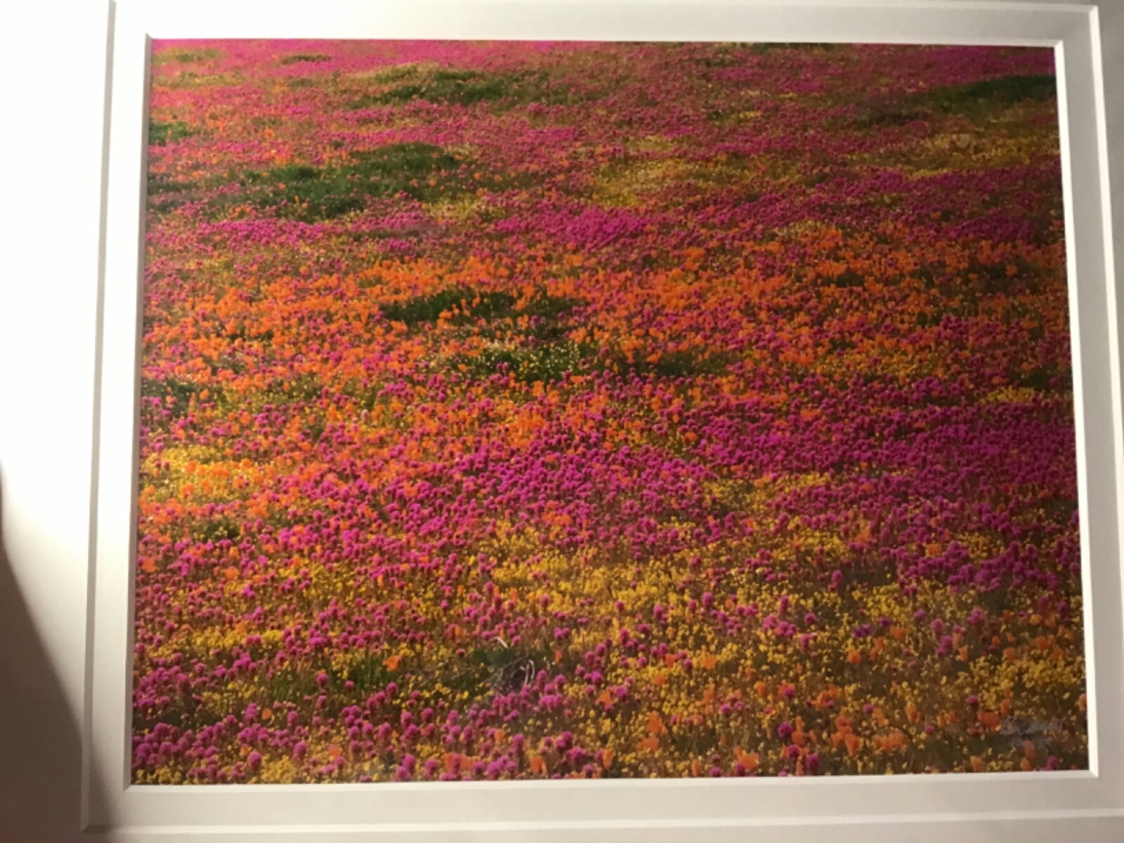 Ron Mellott matted photography California poppies Owl’s Clover Antelope Valley