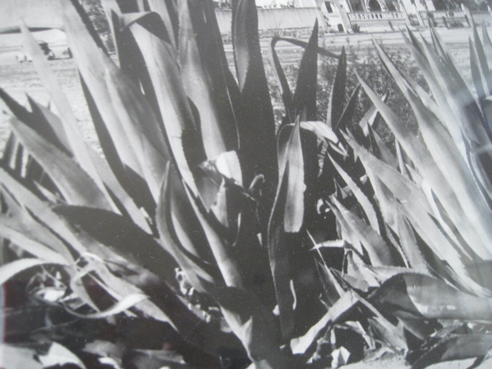 Chuck Abbott Photo Black & White Church In Desert w/ Yucca 16″ x 20″