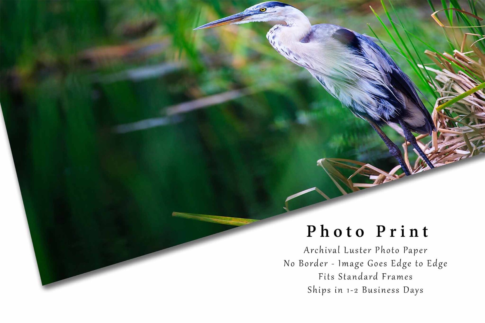 Wildlife Photography Print – Picture of Great Blue Heron in South Carolina