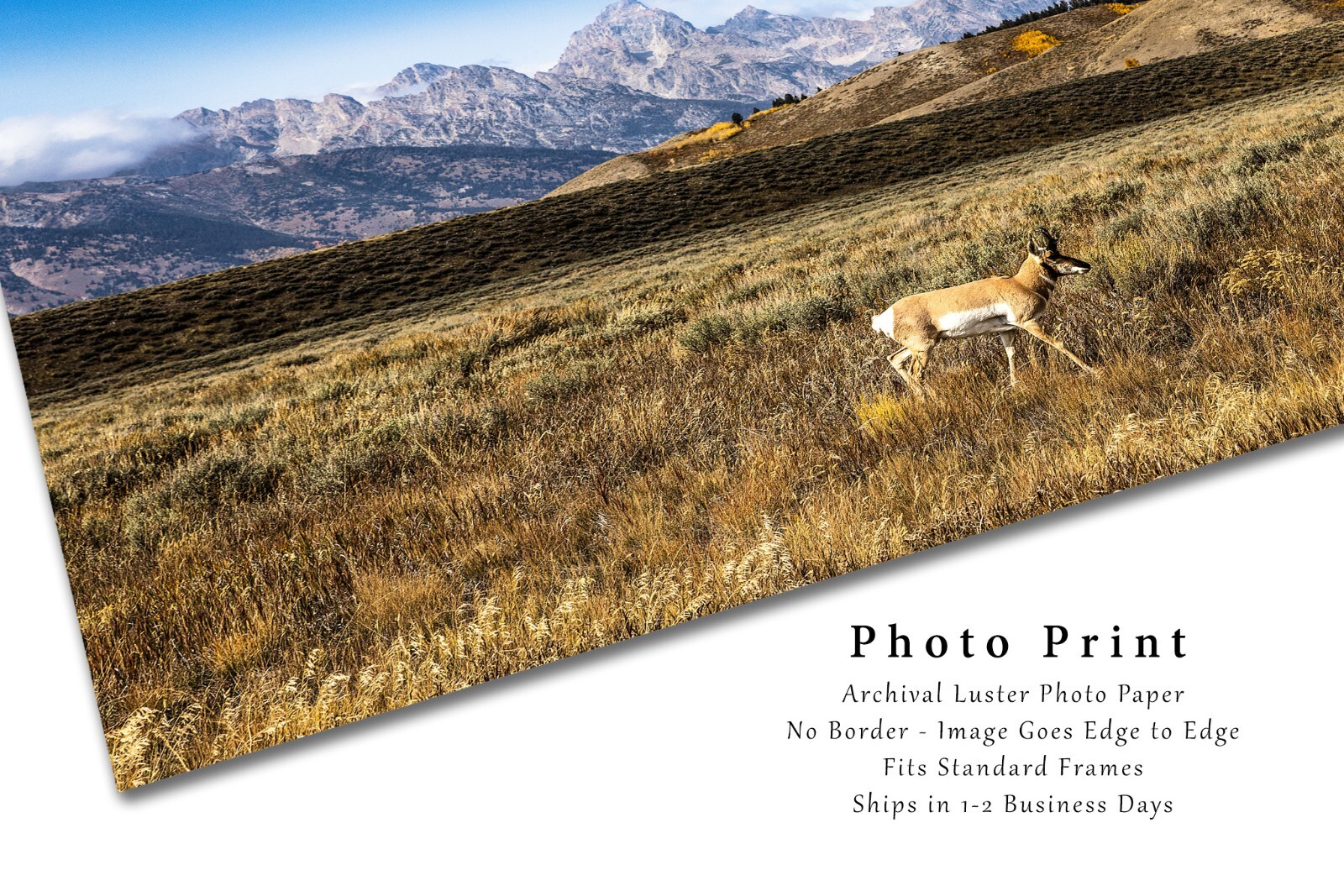 Pronghorn Antelope in Grand Teton National Park Wyoming Photography Print