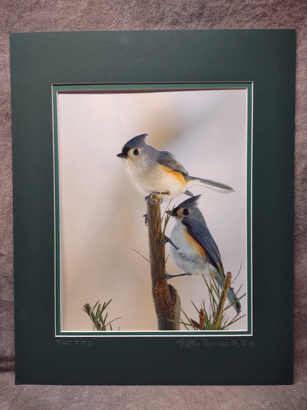 Bird Photography Two Tufted Titmouse Original Colored Print Nature Ted Ellis