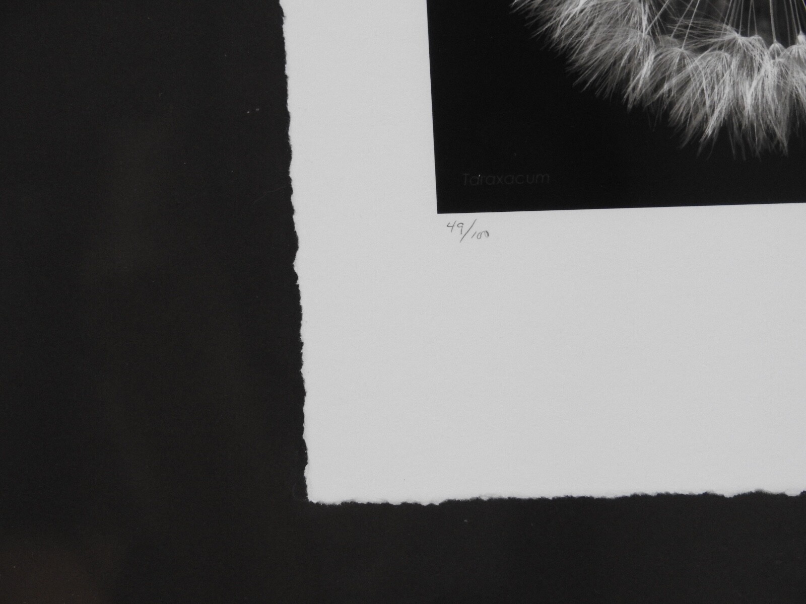 Striking #49 of 100 18.5″x22.5″ B&W Photo Framed Deckle Edge Flower Dandelion