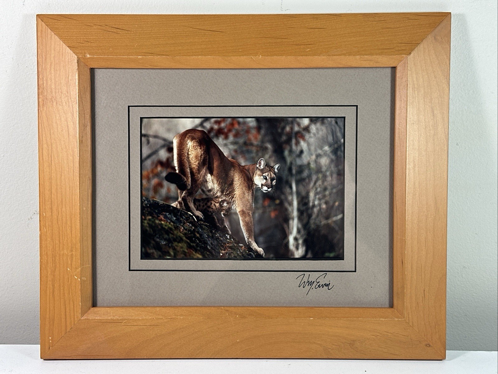 Natural Imagery Signed Photograh William Ervin A Mountain Lion and Kitten Framed