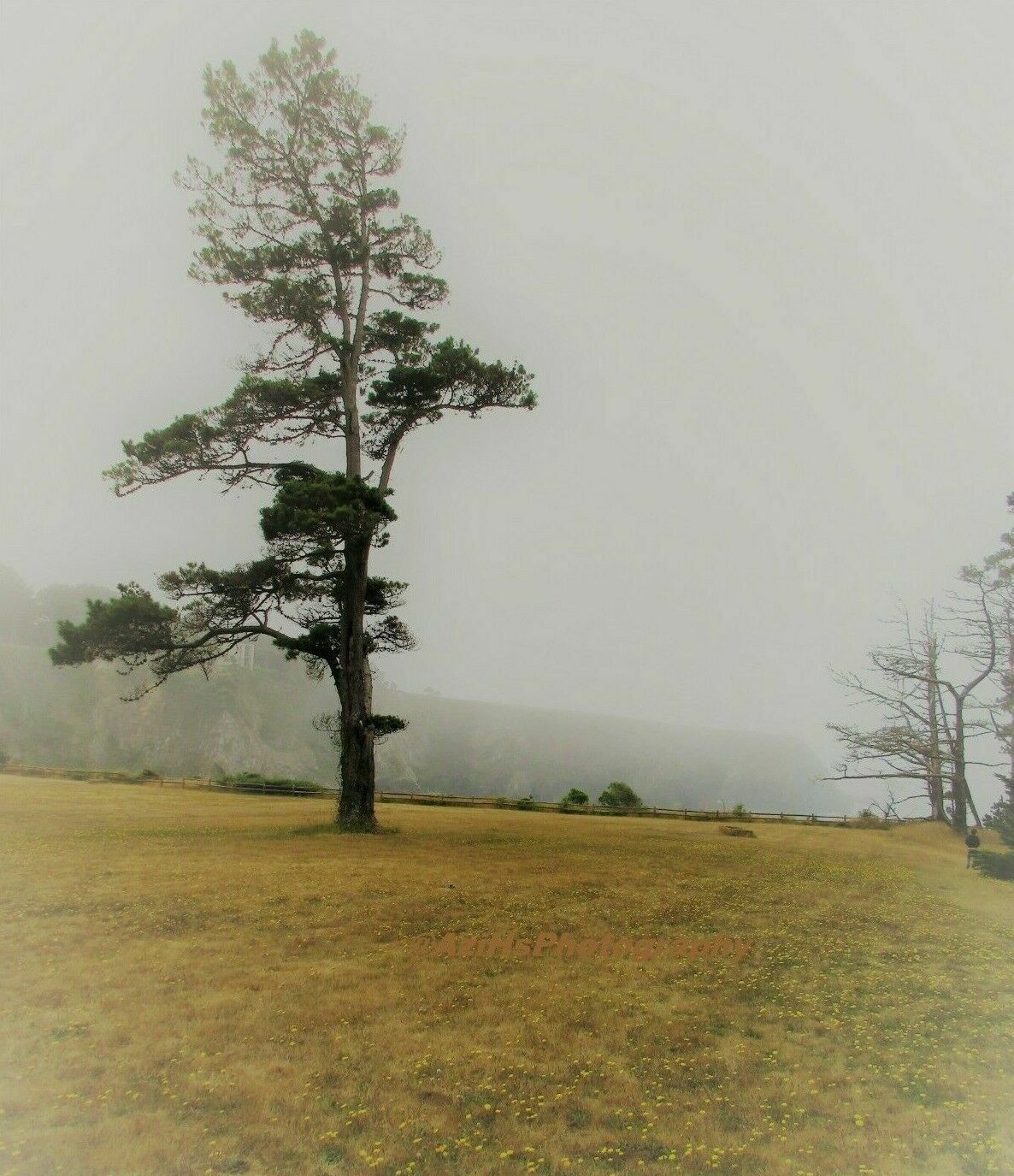10×8 Print Original Photo Nature Landscape Tree Forest Wall Art Photography
