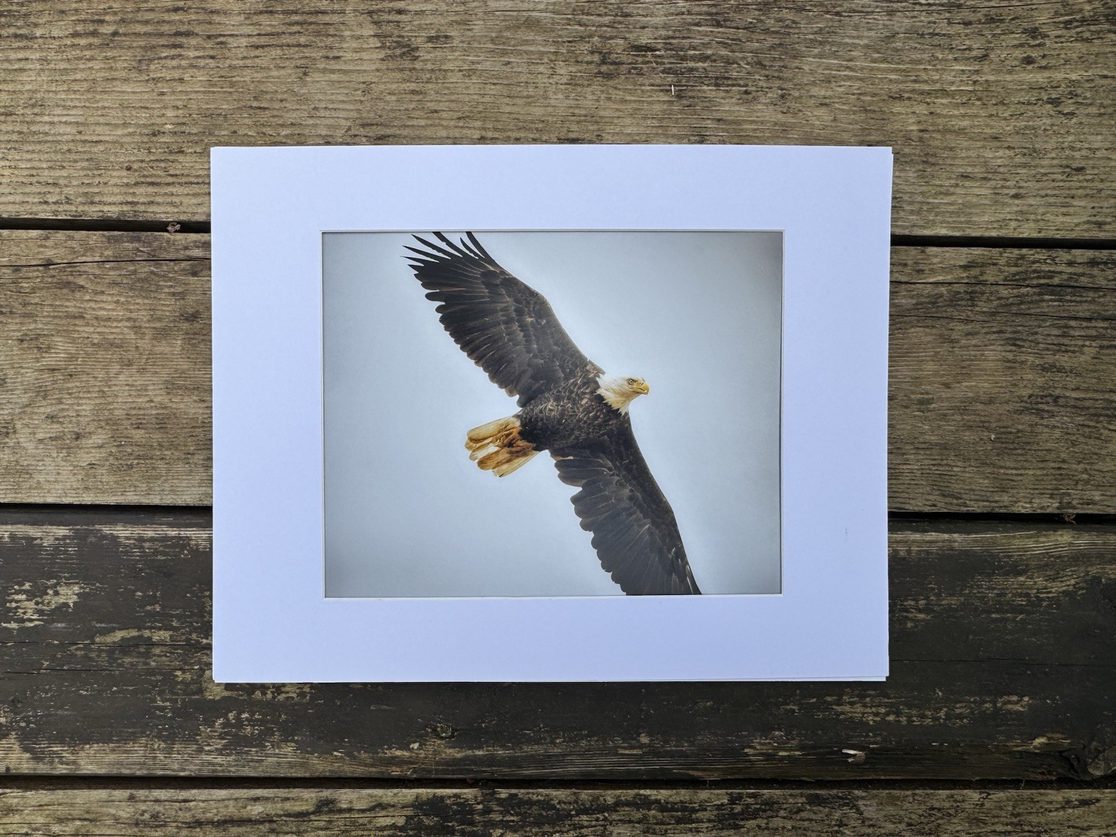 Bald Eagle Wildlife Color Photograph 8 X 10 to Matted Art 11 X 14