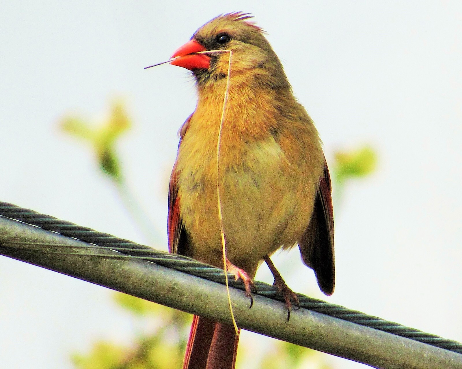 Northern Cardinal – Cardinalis Cardinalis – Nature Photography