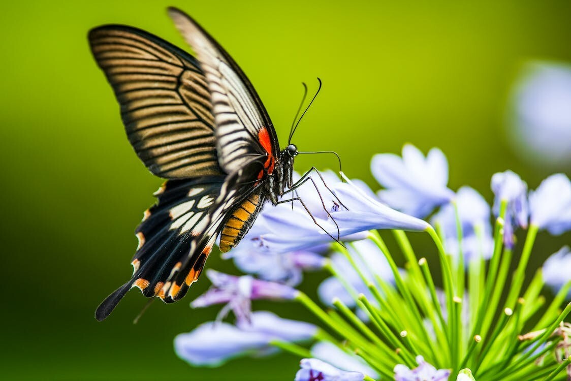 Digital Image Picture Photo Pic Wallpaper Beautiful Butterfly on Blue Flowers