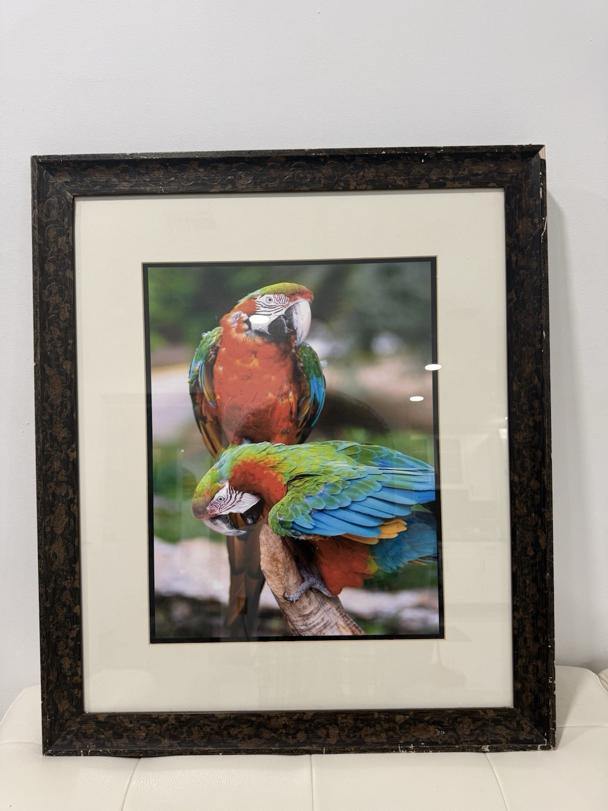 Framed Tropical Macaw Parrot Photograph Wall Art 23×27 Colorful Bird Decor