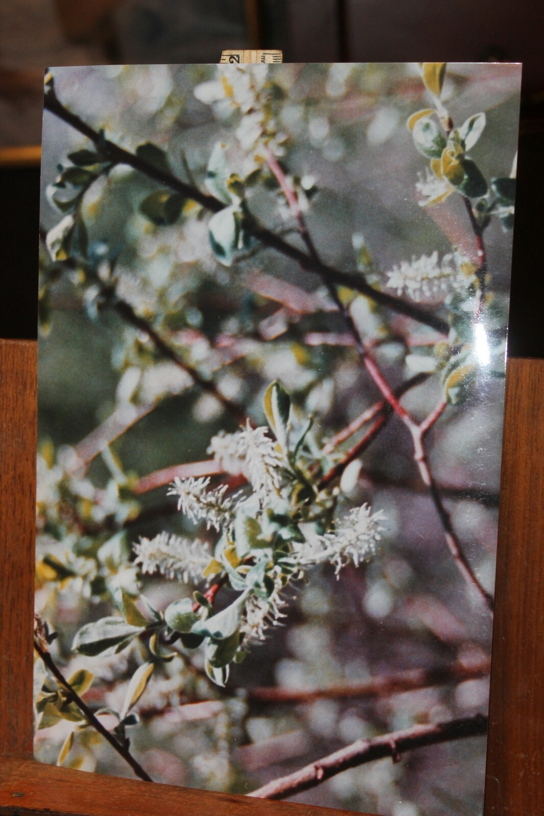 Vintage Signed 8×12 Photo W. Beebe East Tennessee Flowers